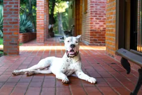 Dogo Argentino being an excellent watchdog — one of the pros of the breed.