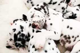 Dalmatian puppies sleeping.