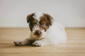 Fox Terrier puppy picture taken in a home with wood floors.