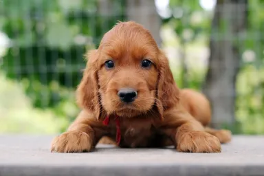 Picture of cute Irish Setter puppy.