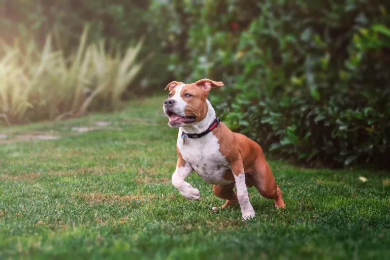 American Staffordshire Terrier playing in the grass — the breed’s high energy levels being both a pro and a con.