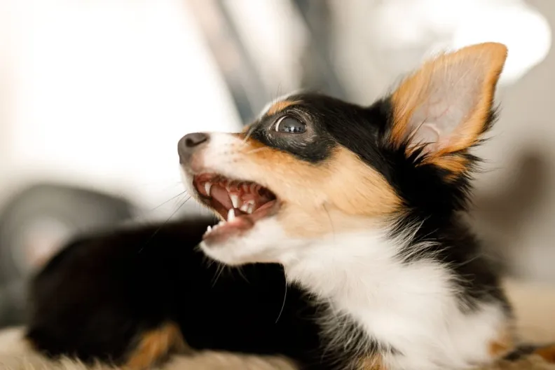 Close-up of Chihuahua — one of the dog breeds having bad teeth — with mouth open.