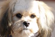 A close-up of a Peekapoo, a cross between a Pekingese and a Mini or Toy Poodle.