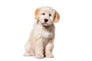 Sitting Puppy Barbado da Terceira, isolated on white