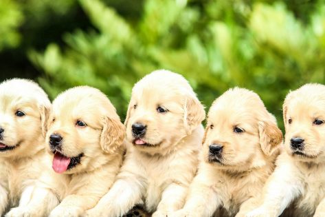 best kibble for puppies