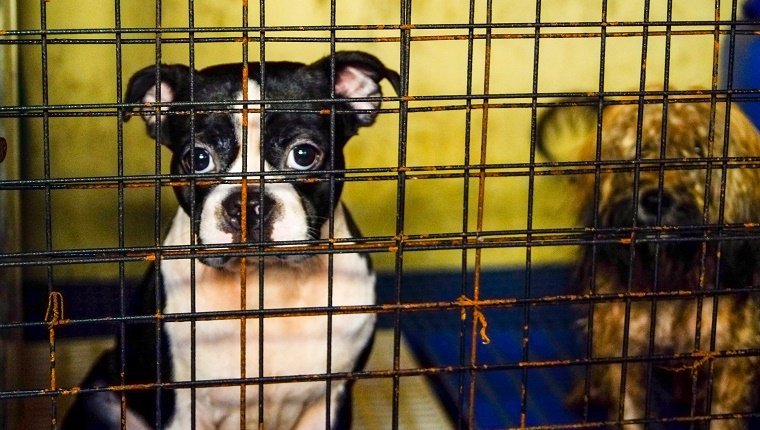 Portrait Of Dogs In Cage