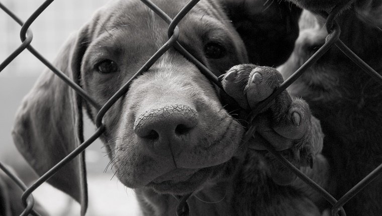 Puppy asking you to not leave him alone...