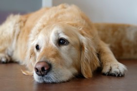 Tired Golden Retriever lying on wooden floor