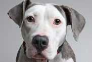 American Bulldog dog in animal shelter