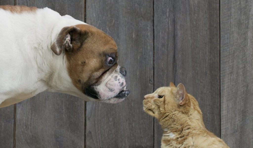 Bulldog sniffing cat introducing dog and cat