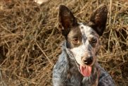 An Australian Stumpy Tail Cattle Dog lays in the hay.