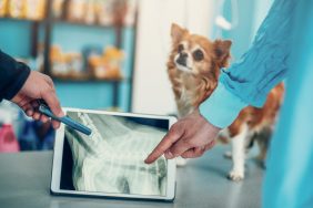 A dog being checked for Intervertebral Disc Disease (IVDD).