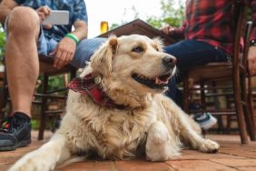 A dog lays on the ground at an outdoor dining spot.