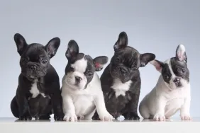 Four French Bulldog puppies in a line, waiting to be named by theme puppy dog names.