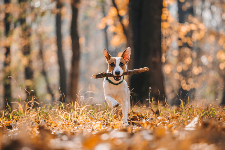 A terrier runs through the autumn leaves with a stick in his mouth.