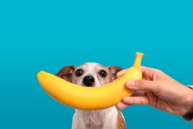 banana in front small dog with brown and white fur looking at camera on blue background