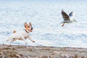 dog chasing bird on beach