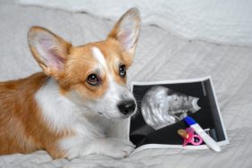 Cute ginger and white dog of Welsh Corgi Pembroke dog breed, lying on white cover on the bed or sofa close to the x-ray shoot of pregnancy, baby pacifier and pregnancy test. How long are dogs pregnant?