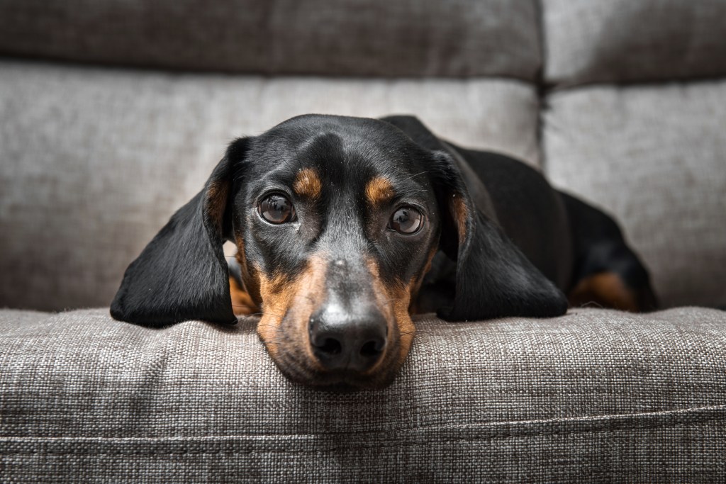 A black and tan Wiener dog sits on. a grey couch looking at the camera.