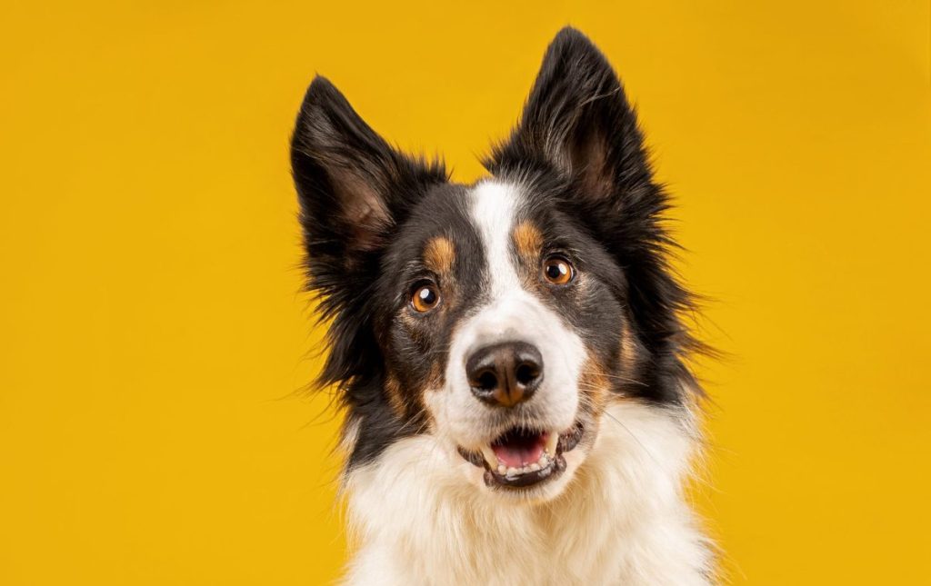 Photograph of a Border Collie, a highly intelligent breed who can learn more than 100 words using dog buttons, on a bright yellow studio backdrop.