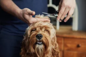 man giving dog haircut during grooming session at home