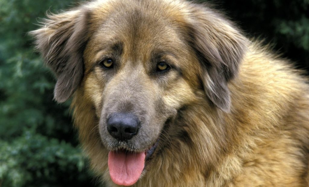 Estrela Mountain Dog looking to camera