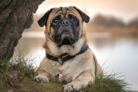 A Retro Pug stares at the camera.