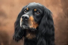 Gordon setter portrait