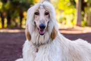 afghan hound sitting