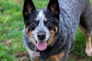 Australian Cattle Dog close-up.