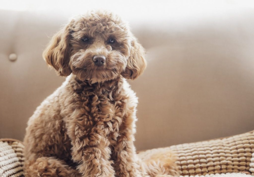 A cute little cavapoo puppy is sitting on the couch at home