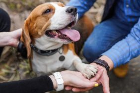 A Beagle is held by two people.