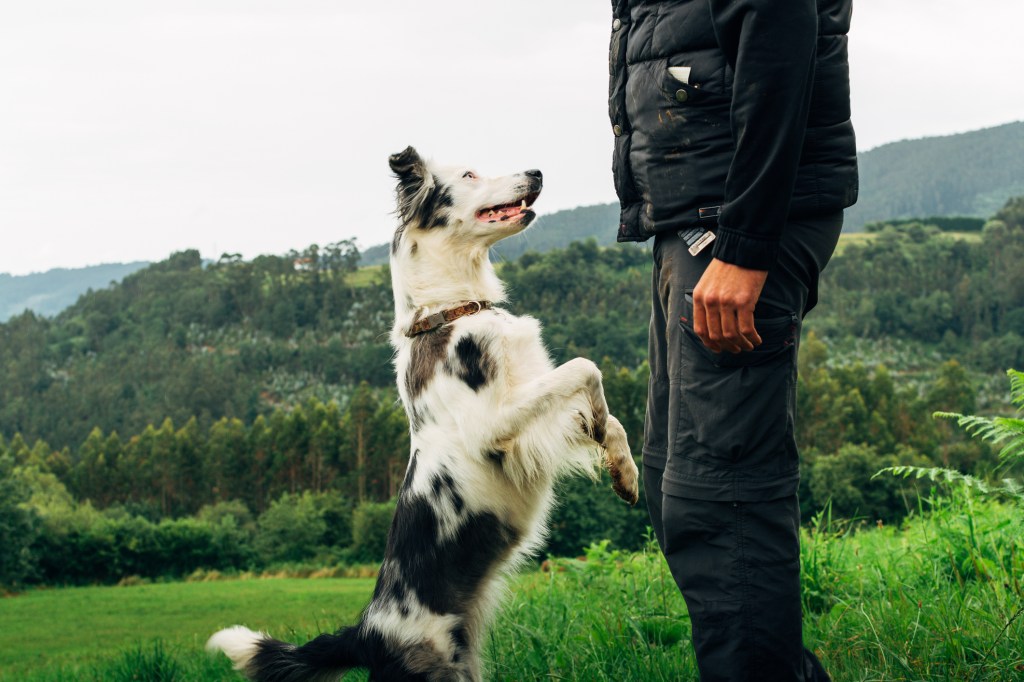 man training dog to come