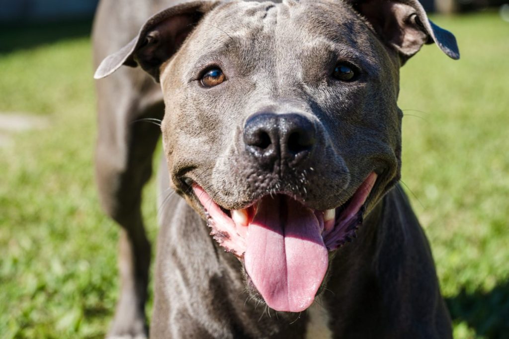 Pit bull dog playing in the garden of the house. Running and catching the ball. Sunny day.