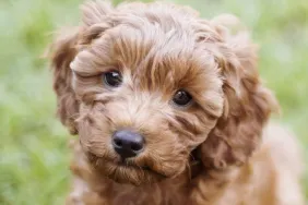 A cute little cavapoo puppy is sitting in the grass listening to commands