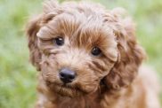 A cute little cavapoo puppy is sitting in the grass listening to commands