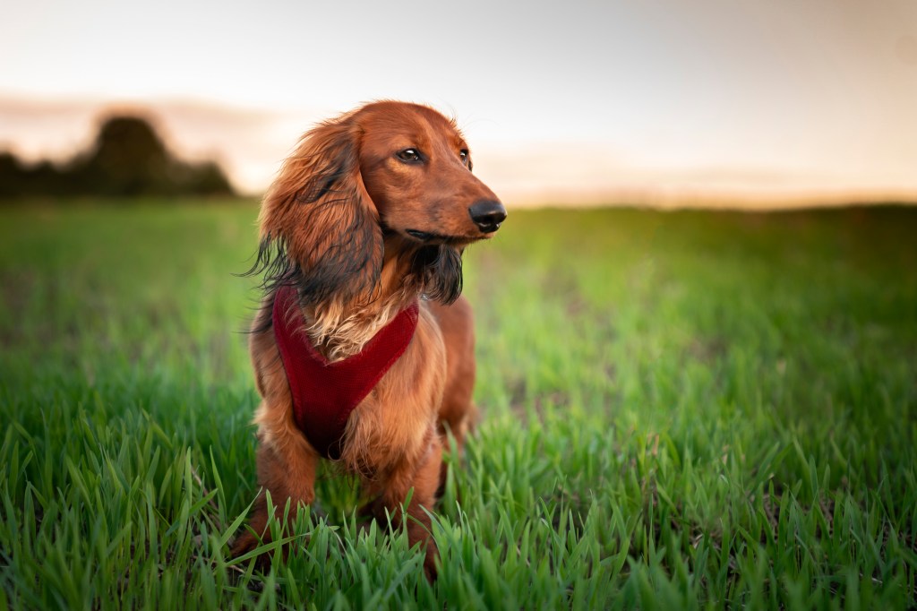 The long-haired dachshund, also called a Wiener dog, stands on the green grass and looks to the side. Dog with a harness, without a leash, while walking. Outdoor photo