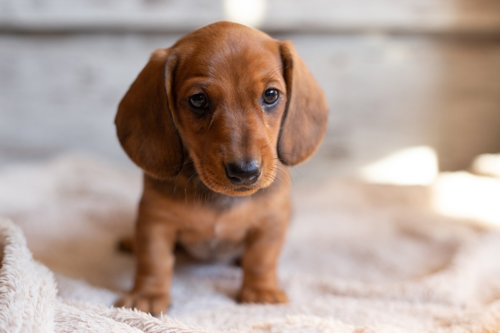 Cute dachshund (wiener dog) puppie looking at the camera on a light background