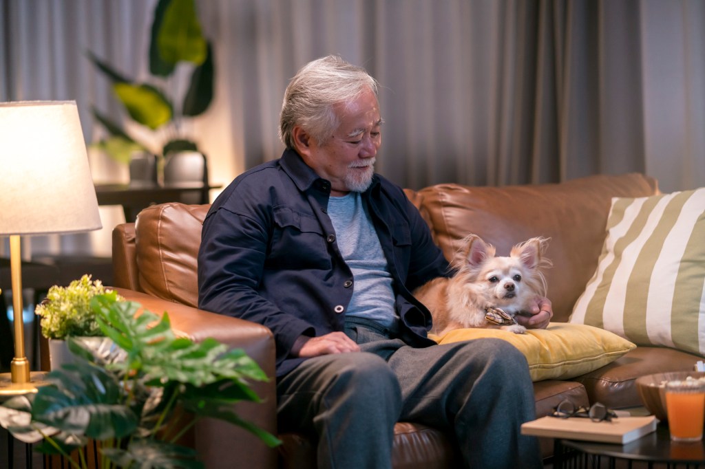 Asian elder man cuddling his brown senior Chihuahua dog on sofa at home while watching tv show program together after adoption of senior pet.