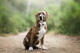 cute puppy mastiff sitting and enjoying in nature