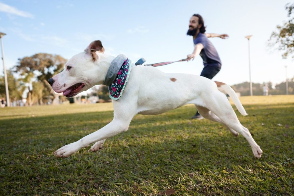 man walking white dog pulling on the leash away from him in a park