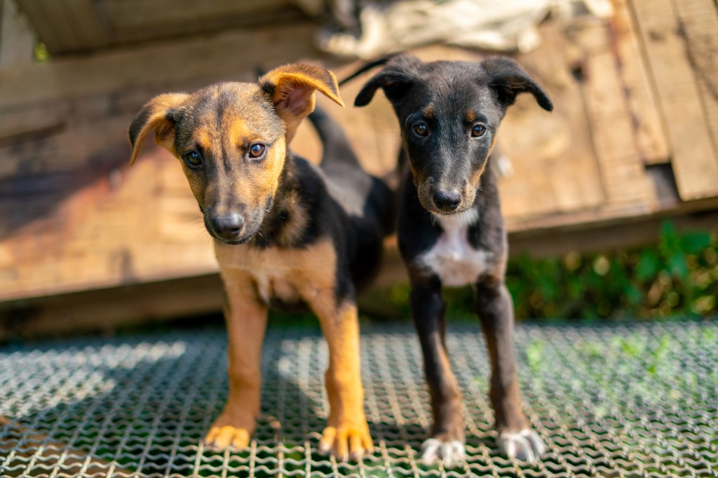 Mix breed dogs puppies