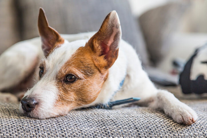 A white and tan Parson Russell Terrier lounges on a couch.