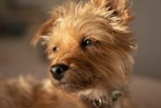 Small cute Yorkipoo dog looking whilst bathing in natural sunlight