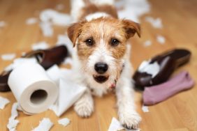 Parson Russell Terrier chewing household items.