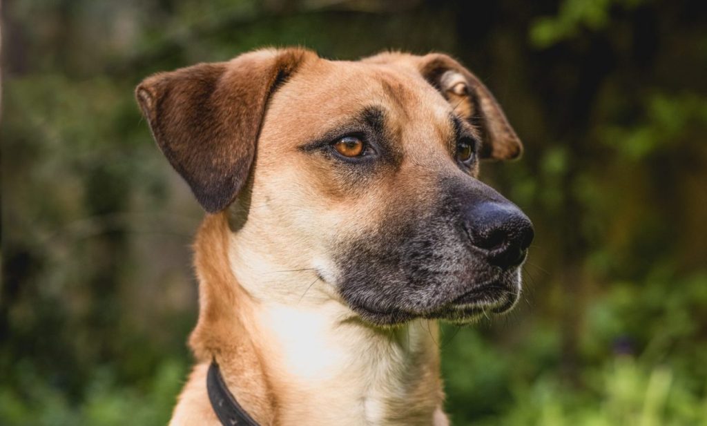 sitting Black Mouth Cur dog