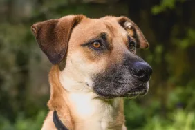 sitting Black Mouth Cur dog