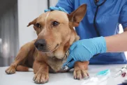 The veterinarian doctor treating, checking on dog at vet clinic.