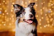 Border Collie Herding Dog