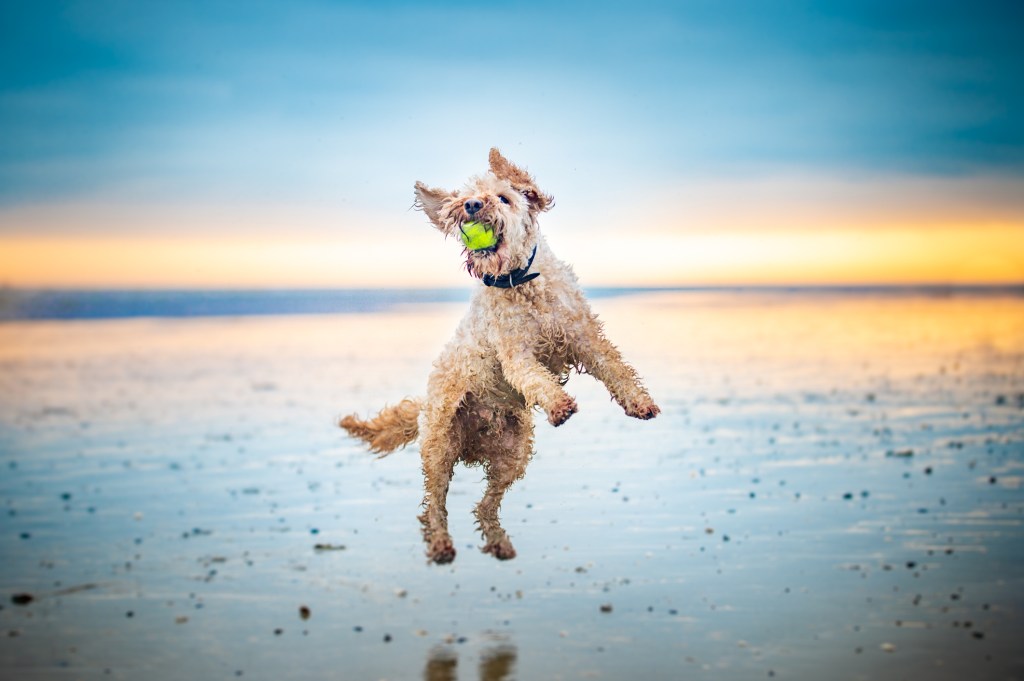 A Labradoodle jumps for a ball on the beach.